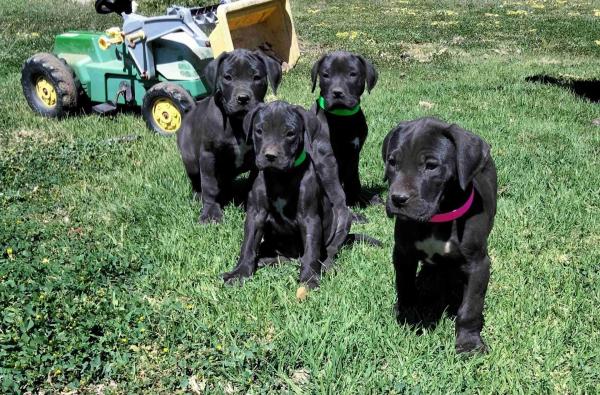  Great Dane pups ready for their forever homes.